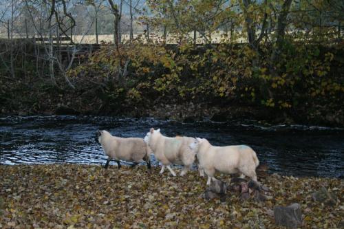 BCC Lochness Glamping