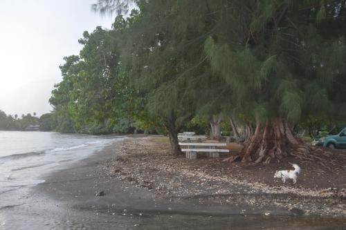 ชายหาด, faré apî (fare api) in มาทาเยีย