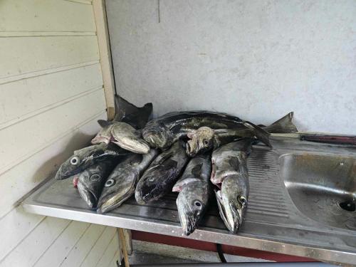 Øen Hytter 1 Øen Hytter 1