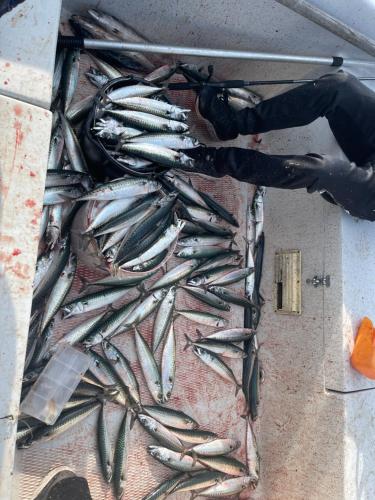 Øen Hytter 1 Øen Hytter 1