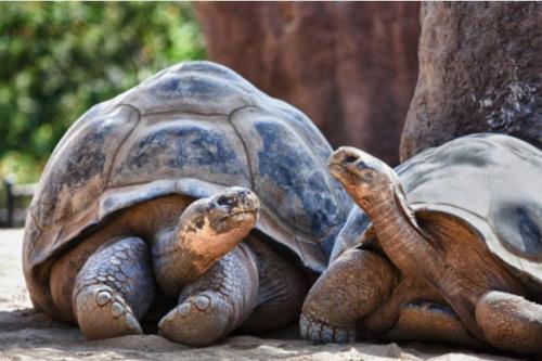 . L'appartement des tortues