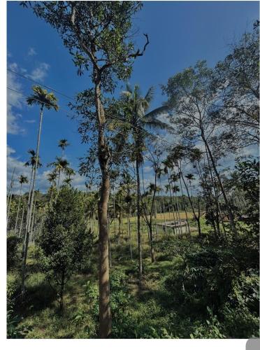 Uitzicht, 4 Bedroom Jungle Villa in Panamaram