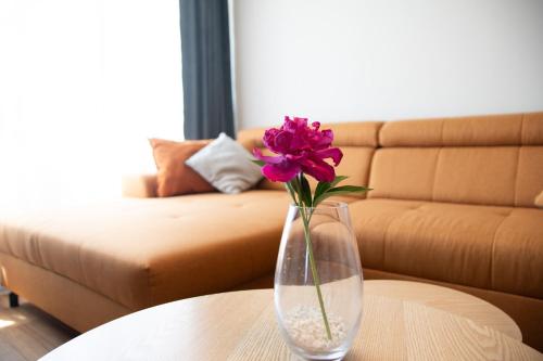 Misia Łapa Misia Łapa