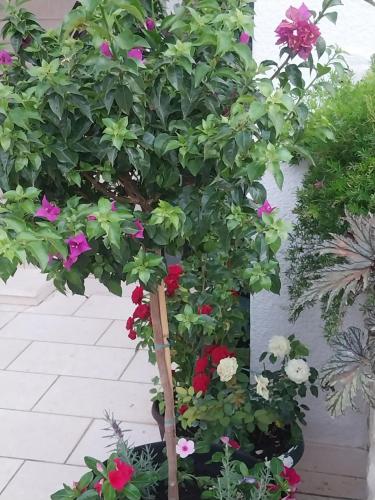 Apartmani Liberan - image 8