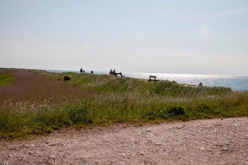 Silbermowe in Fehmarn