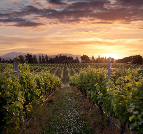 Omgivningar, The Savvy Retreat - vineyard views in Martinborough