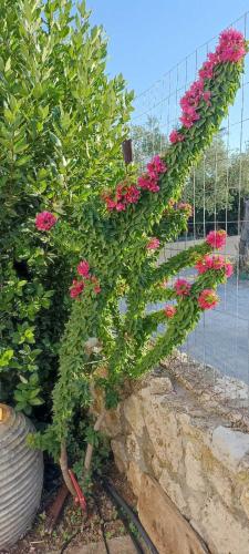 Politimis house gîte à louer Gouves