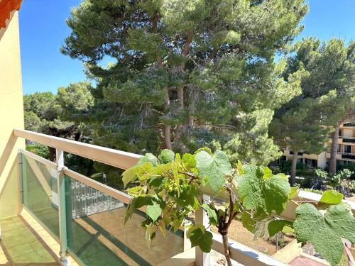 Appartement 2 pièces coin nuit 5 couchages BORMES LES MIMOSAS - FR-1-251-838 (Appartement 2 pieces coin nuit, balcon sud, proche plage et commerces, garage inclus, 5 couchages - ) in 보르므 레 미모사
