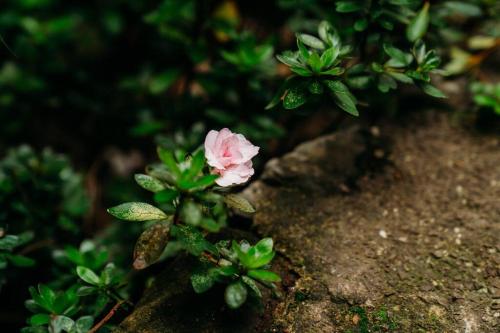 Luxury Treetop Escape with a Garden glasshouse