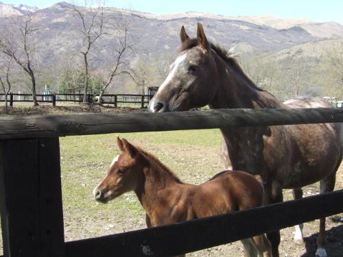 Agriturismo al Ranch - main image