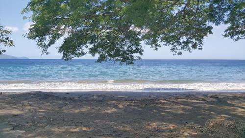 Citronnelles in Schœlcher