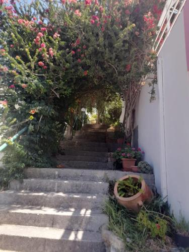 Camelia, Plakias (photo 8)