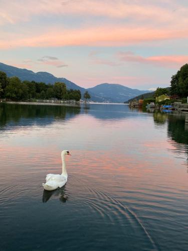 Seehotel Steiner - image 6