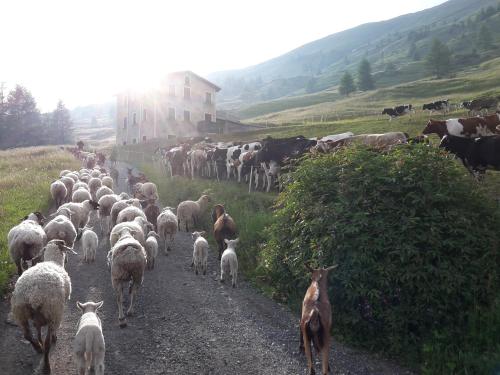 Agriturismo Raethia