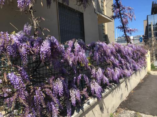 花园, B&B Il Glicine Pescara centro in 佩斯卡拉