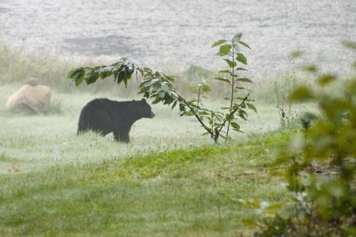 Beaver Hut Bed And Breakfast