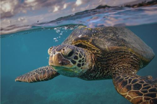 Turtle Sands, Bargara (fotografie 6)