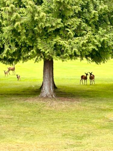 Oceanside Manor - Golf Course View in Qualicum Beach, Canada