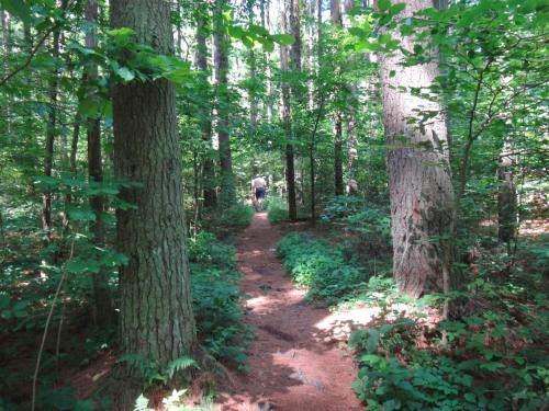 Grand Cabin - image 11