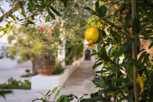 57556689 Masseria Il Melograno