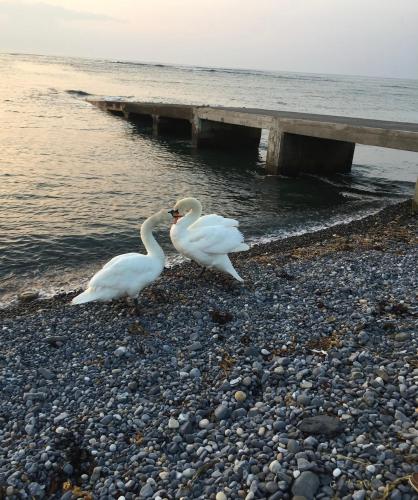 River View in เอียสกี