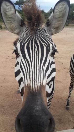 Mokorro Game Ranch and Lodge