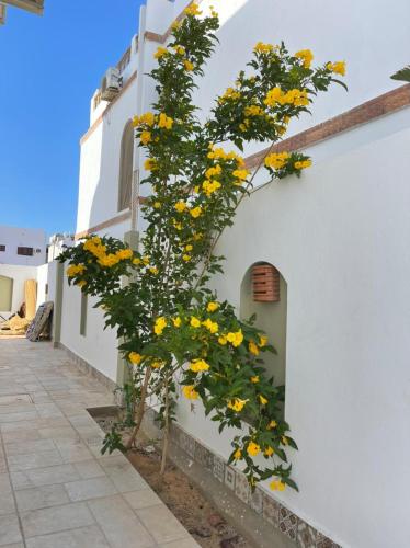 Elite Hostel Dahab in City Center