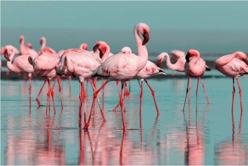 Les Flamants roses gîte à louer Châteaubriant