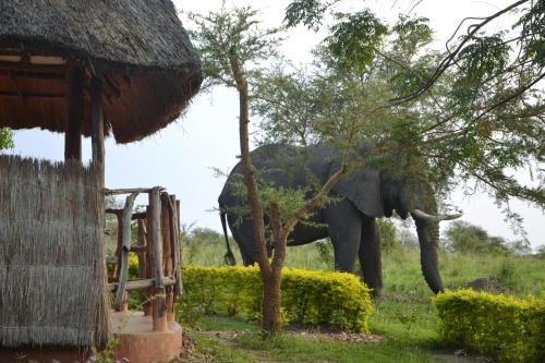 puutarha, Hornbill Bush Lodge in Paraa