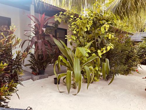 Boli Villa Thoddoo Boli Villa Thoddoo