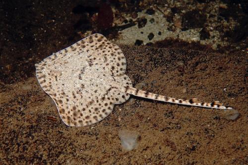 Øen Hytter 1 Øen Hytter 1