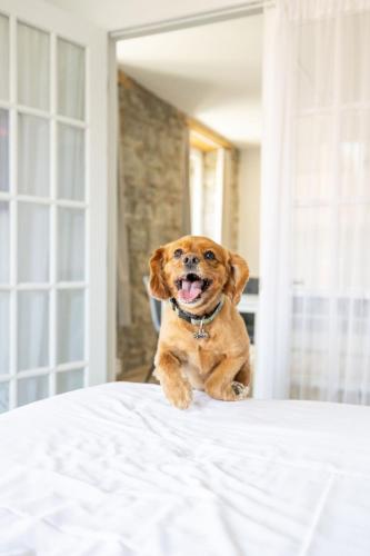 Deluxe Room / Kitchenette / Animals Permitted on 1st floor ($) room in Hotel Port-Royal