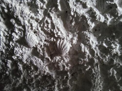 Les Coquillages gîte à louer Bois de Foucherolle