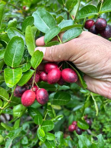A környék, Little Country Home in Kodanad