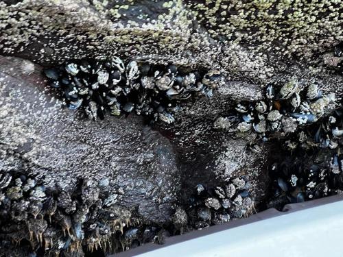 Øen Hytter 1 Øen Hytter 1