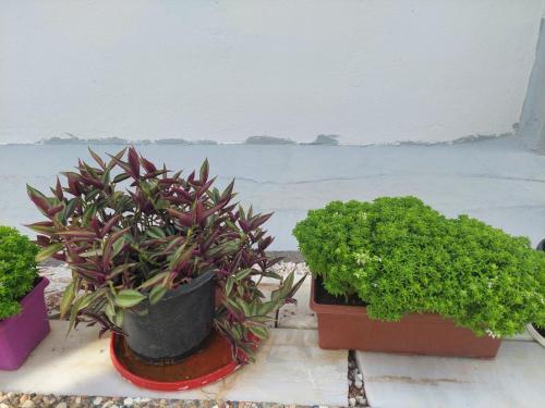 Celeste Hotel Celeste Hotel