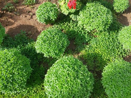 Celeste Hotel Celeste Hotel