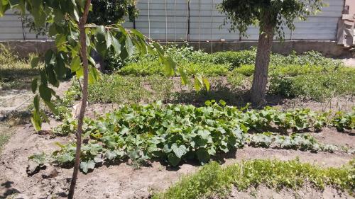 Milikbek Dodikhudo in 霍羅格