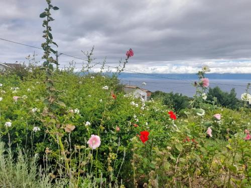 ทัศนียภาพ, Lost in Thyme in เฟเตรา