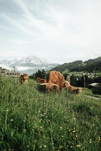 Hotel Chalets Grosslehen - image 6