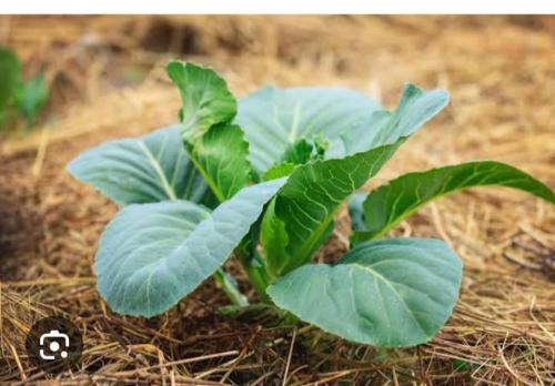 The Pine Of Golden Home Stay in ตุธาร วิลเลจ