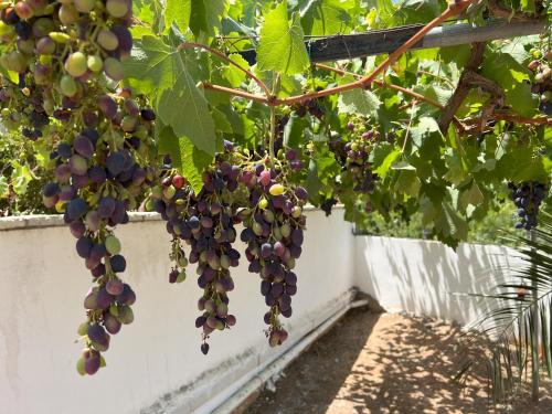 The Theologos Guesthouse The Theologos Guesthouse