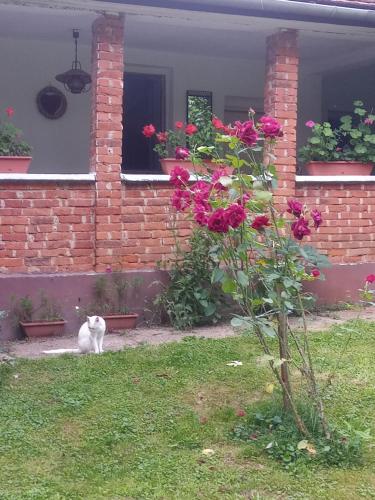 MISU - HÁZA (MISU - HAZA) in Сомбатхей