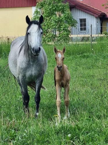 Villa Gullebo near 말뫼 공항