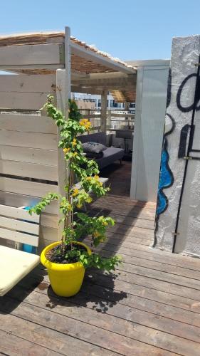 Fellini of the spirit-TLV