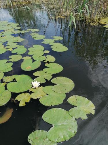 Casa de Vacanta Simfonia Apelor in 多瑙瓦圖爾德喬斯