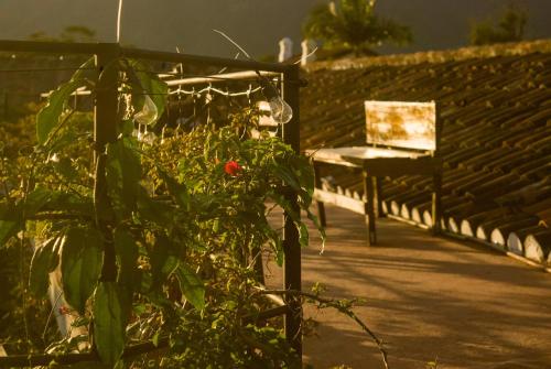 Tzunun Hostel, Antigua Guatemala (foto 8)