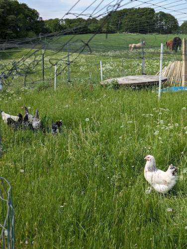 Auszeit Altenhorst, Bauernhaus Auszeit Altenhorst, Bauernhaus