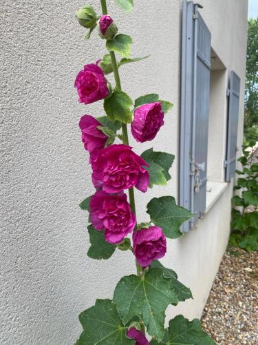 Pavillon 50 m² avec terrasse Pavillon 50 m² avec terrasse