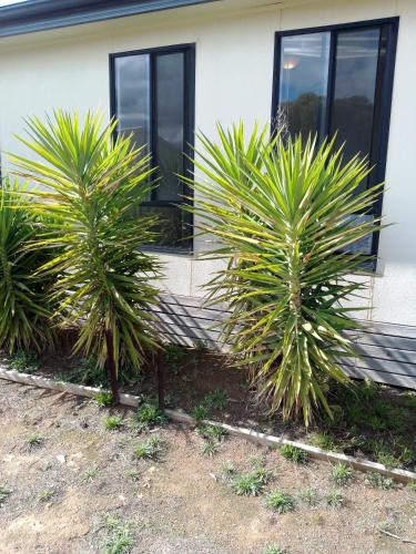 Kert, Budget Ceduna in Ceduna